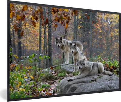 Produktbild von MuchoWow® Gerahmtes Poster Wolf - Herbst - Wald 90x60 cm - Poster mit Schwarzem Bilderrahmen Wandposter Rahmen Foto Bilder - Fotorahmen - Foto-Plakat
