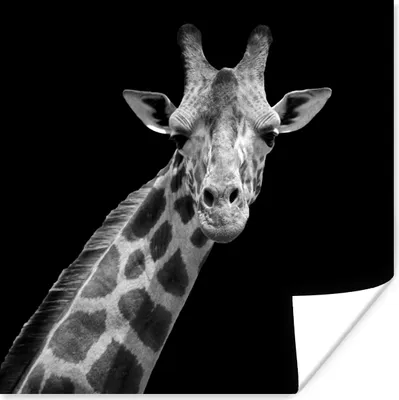 Produktbild von MuchoWow® Poster Giraffe - Wildtiere - Schwarz-Weiß - Porträt 75x75 cm - Wand Dekoration