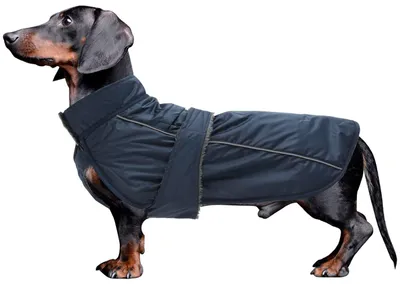 Hundejacke wasserdicht für Dackel, Wintermantel mit Fleece, Marineblau XS