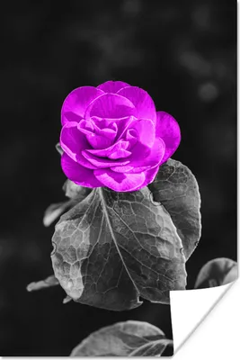 Produktbild von MuchoWow® Poster Blumen - Rose - Lila - Schwarz - Weiß 120x180 cm - Kunstposter