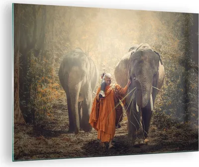 Produktbild von Bilder auf glas - Elefant Mönch Dschungel - 70x50cm - Glasbilder - Wandbilder - Kunstdruck - zum Aufhängen bereit - Wanddekoration aus Glas - Glas Bilder - Wandbild auf Glas - GAA70x50-3453