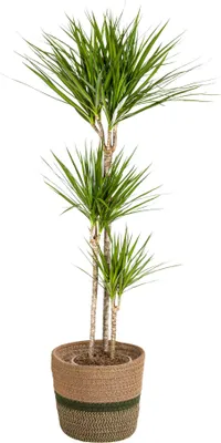 Image de Dracaena Marginata Green avec panier naturel - Hauteur 130-150cm - Ø24cm