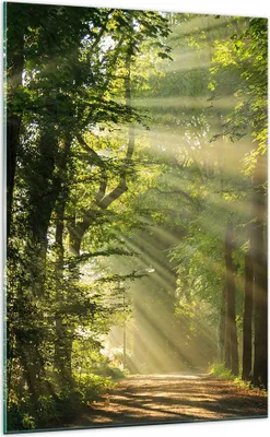 Produktbild von Bilder auf glas - Einteilig - Wald Baum Natur - 70x100cm - Glasbilder - Wandbilder - Bilder - zum Aufhängen bereit - Wanddekoration aus Glas - Glas Bilder - Wandbild auf Glas - GPA70x100-3661