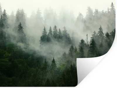 Produktbild von MuchoWow® Wandtattoo Wandsticker Wandaufkleber Wald - Nebel - Bäume - Natur 40x30 cm Selbstklebend und Repositionierbar - Faltenfrei