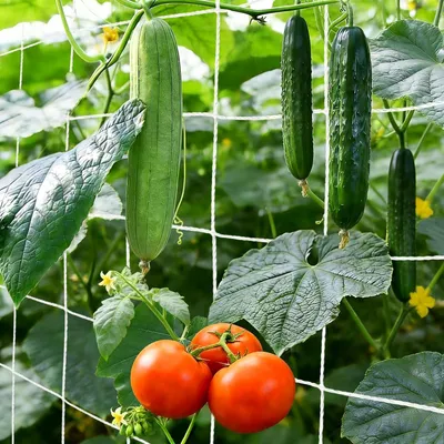 Produktbild von Ranknetz für Kletterpflanzen 1.35 m x 2.7 m, 15 cm Maschenweite, für Garten