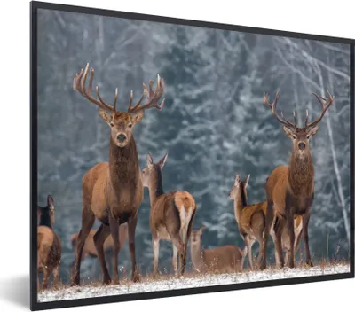 Produktbild von MuchoWow® Gerahmtes Poster Hirsche - Winter - Schnee - Waldtiere - Wald - Natur 40x30 cm - Poster mit Schwarzem Bilderrahmen Wandposter Rahmen Foto Bilder - Kunstposter - Wanddekorationen