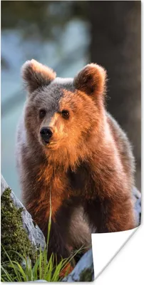 Produktbild von MuchoWow® Poster Bär - Braun - Tier 20x40 cm - Plakat - Foto