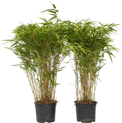 Produktbild von Bambus - 2 Stk - Fargesia nitida 'Gansu' - Höhe 50-70cm - ⌀17cm
