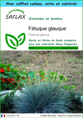 Image de SAFLAX Ensemble-cadeau - Fétuque glauque - 50 graines - Festuca