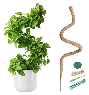 Zdjęcie produktu dla Tuteur mszysty kokosowy 150 cm do roślin pnących monstera wsparcie