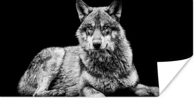 Produktbild von MuchoWow® Poster Wildlife - Wolf - Schwarz - Weiß 40x20 cm - Poster für die Wand - Poster Schlafzimmer