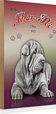 Produktbild von Holzschild Hund 20x30cm Shar-Pei China 1972