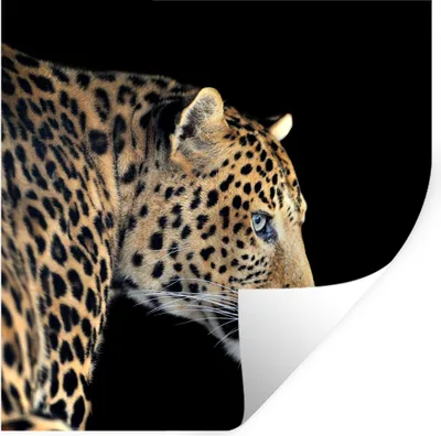 Produktbild von MuchoWow® Wandtattoo Wandsticker Wandaufkleber Leopard - Tiere - Schwarz 100x100 cm Selbstklebend und Repositionierbar - Wierderverwendbar - Selbstklebend