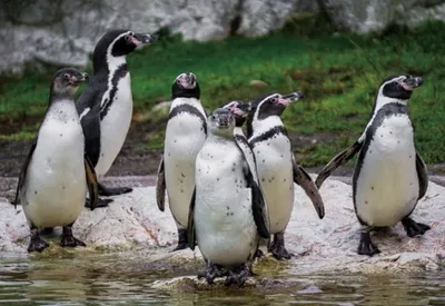 Produktbild von 3 D Ansichtskarte Humboldt Pinguine, Postkarte Wackelkarte Hologrammkarte Tiere Tier Pinguin