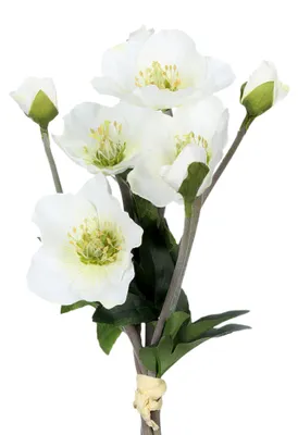 Produktbild von CREATIV green künstlicher Christrosenbund weiß, 35cm, Weihnachtsdeko, Tischdeko für Weihnachten