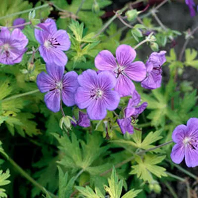Produktbild von 6 x Storchschnabel  - Geranium 'Blue Sunrise'  | Topf 9cm x 9cm