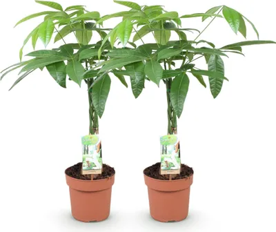 Zdjęcie produktu dla Pachira Aquatica - pleciony pien - drzewko pieniedzy - 2 rosliny - 60 - 70cm