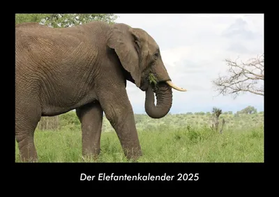 Produktbild von Der Elefantenkalender 2025 Fotokalender DIN A3