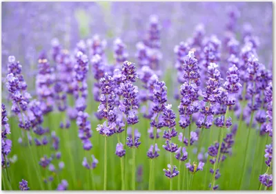 Produktbild von Tulup® Glas-Bild - 100 x 70 - Wandbild aus Glas - Wandkunst - Wandbild hinter gehärtetem Sicherheitsglas - Blumen & Pflanzen - Lavendel - Lila