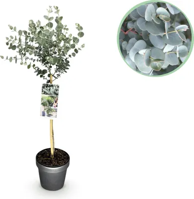 Image de Green boutiQ - Plante sur tige - Eucalyptus gunni Azure - Plante de terrasse - Feuillage persistant - Rustique - Feuille grise - Pot 19cm Hauteur 90cm