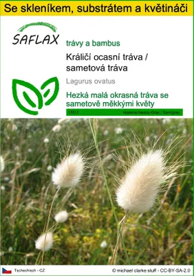 Obrázek produktu pro SAFLAX Kultivační sada - Králičí ocasní tráva / sametová tráva - Lagurus ovatus - 100 Semena - S mini skleníkem, pěstebním substrátem a 2 květináči