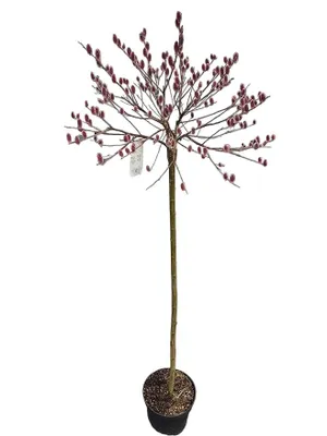 Produktbild von Salix gracilistyla Mount Aso – Rosa Salweide Stämmchen - Höhe 170–180 cm – winterharte Zierweide- mit rosa Kätzchen
