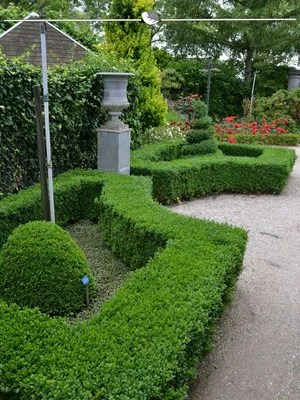 Produktbild von Buchsbaum Buxus sempervirens 40-50 cm, 20x Heckenpflanze