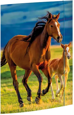 Image de RNK Verlag45353 Dossier de dessins "Free Horses" DIN A3