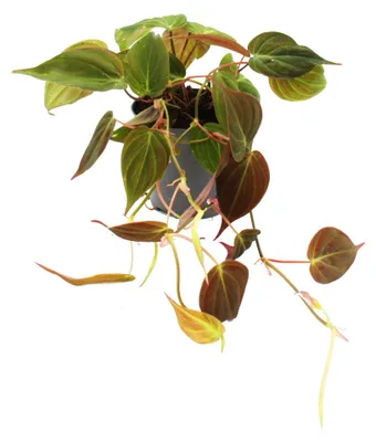 Obrázek produktu pro Philodendron micans – tmavý popínavý milovník stromů – 12cm květináč
