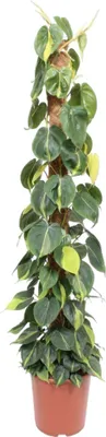Zdjęcie produktu dla Philodendron Scandens Brasil Moss Stick - 150 cm - Ø27