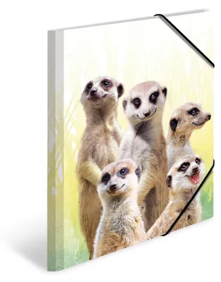 Productafbeelding van HERMA 19961 HERMA Hoekmap met elastiek, Exotische dieren, A4, Een groep miereneters