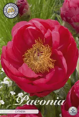 Artikelbild 2 von 'Pfingstrose Cytherea (1 Stück)' aus der Kategorie Pfingstrosenrhizome