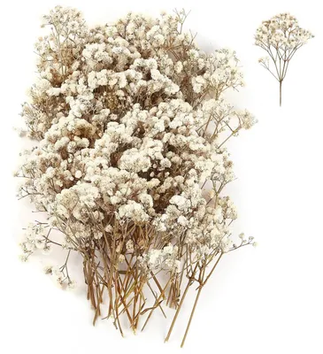 Image de Schleierkraut séché, 30g, 45-55 brins, idéal pour la décoration et les travaux manuels