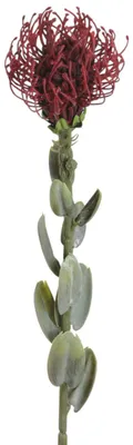 Produktbild von Kunstblume PROTEA. 61 cm. Zuckerbusch in BURGUND