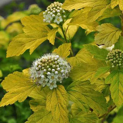 Obrázek produktu pro 2 x kapradina měchýřkovitá - Physocarpus opulifolius 'Dart's Gold' | 30-40 cm v nádobě