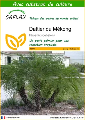 Image de SAFLAX - Dattier du Mékong - 25 graines - Avec substrat - Phoenix
