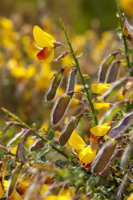 Produktbild von Cytisus scoparius 'Andreanus Splendens', Besenginster, gelb-rot, 40–60 cm