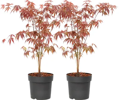 Produktbild von Japanischer Ahorn - 2 Stk - Acer palmatum 'Atropurpureum' - Höhe 60-70cm - ⌀19cm