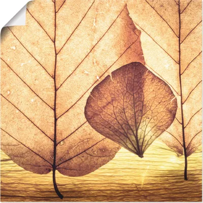 Produktbild von ARTland Poster Losgelöst Größe: 40x40 cm