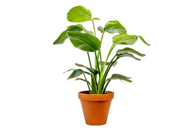 Obrázok produktu pre Gardners Strelitzia nicolai, priemer 17 cm