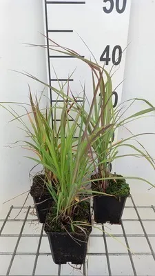 Zdjęcie produktu dla 6 x Andropogon gerardii - niebieska słoma Gerarda - doniczka 9x9cm