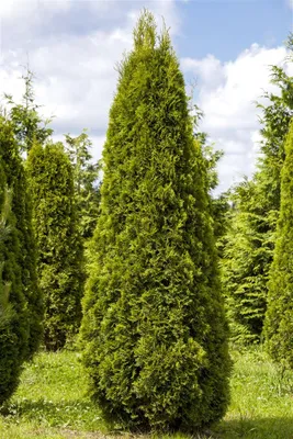 Produktbild von Lebensbaum 'Smaragd' Thuja occidentalis 'Smaragd' C 120- 140