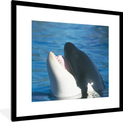 Produktbild von MuchoWow® Gerahmtes Poster Orca nahe der Wasseroberfläche 40x40 cm - Poster mit Schwarzem Bilderrahmen Wandposter Rahmen Foto Bilder - Poster - Plakat im Rahmen