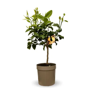 Image de Bergamote - agrume méditerranéen - arbre fruitier - ↕ 75-85 cm - ⌀ 22 cm