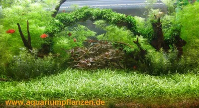 Produktbild von 400 l Wasserpflanzen Set Wiese mit Brücke (22)