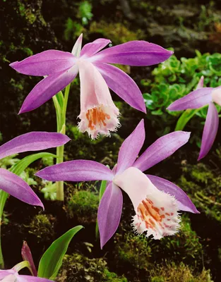 Produktbild von Pleione limprichtii, Orchidee, rosa Blüten, ca. 11x11 cm Topf