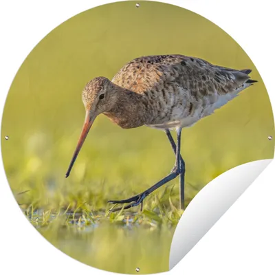 Produktbild von MuchoWow® Gartenposter Outdoor-Poster Rund Vögel - Gras - Landschaft - Uferschnepfe Ø 60 cm Gartendeko Rundes Poster draußen