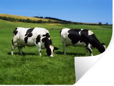 Produktbild von MuchoWow® - Selbstklebend - Fototapeten