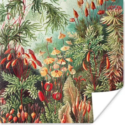 Produktbild von MuchoWow® Poster Blumen - Kunst - Vintage - Natur - Botanisch 75x75 cm - Wand Dekoration