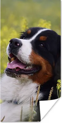 Produktbild von MuchoWow® Poster Ein Berner Sennenhund zwischen gelben Blumen 40x80 cm - Dekoration